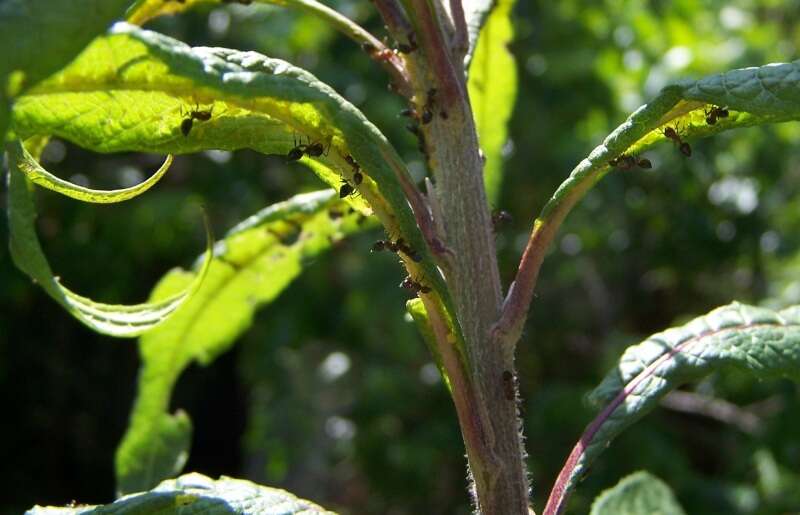 Image of ironweed