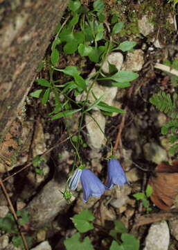 Image of Campanula cochleariifolia Lam.