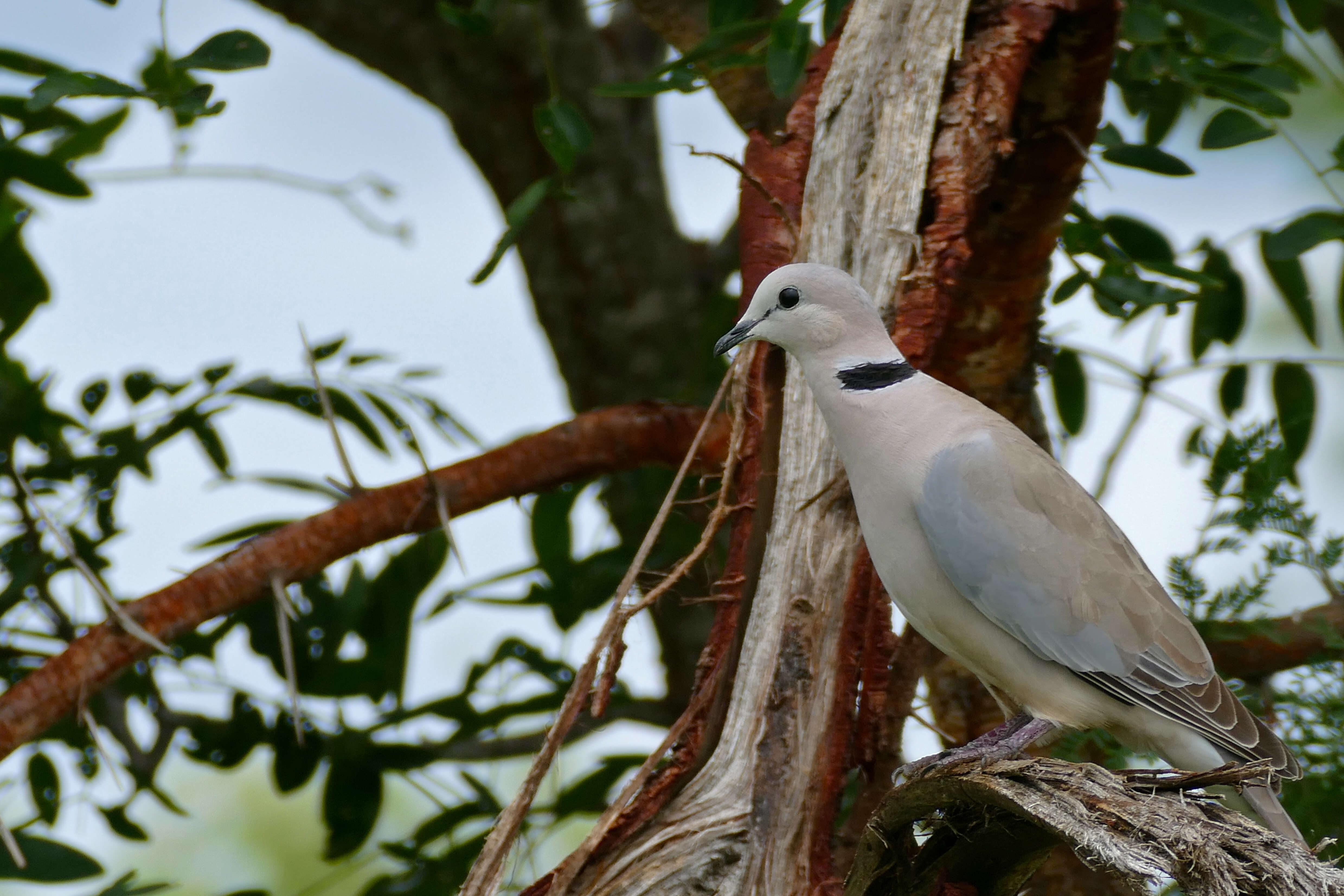 Image of Cape Turtle Dove