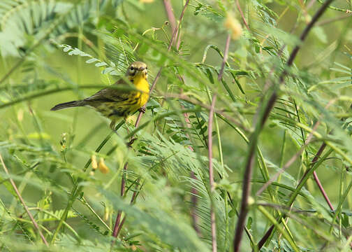 Image of Prairie Warbler