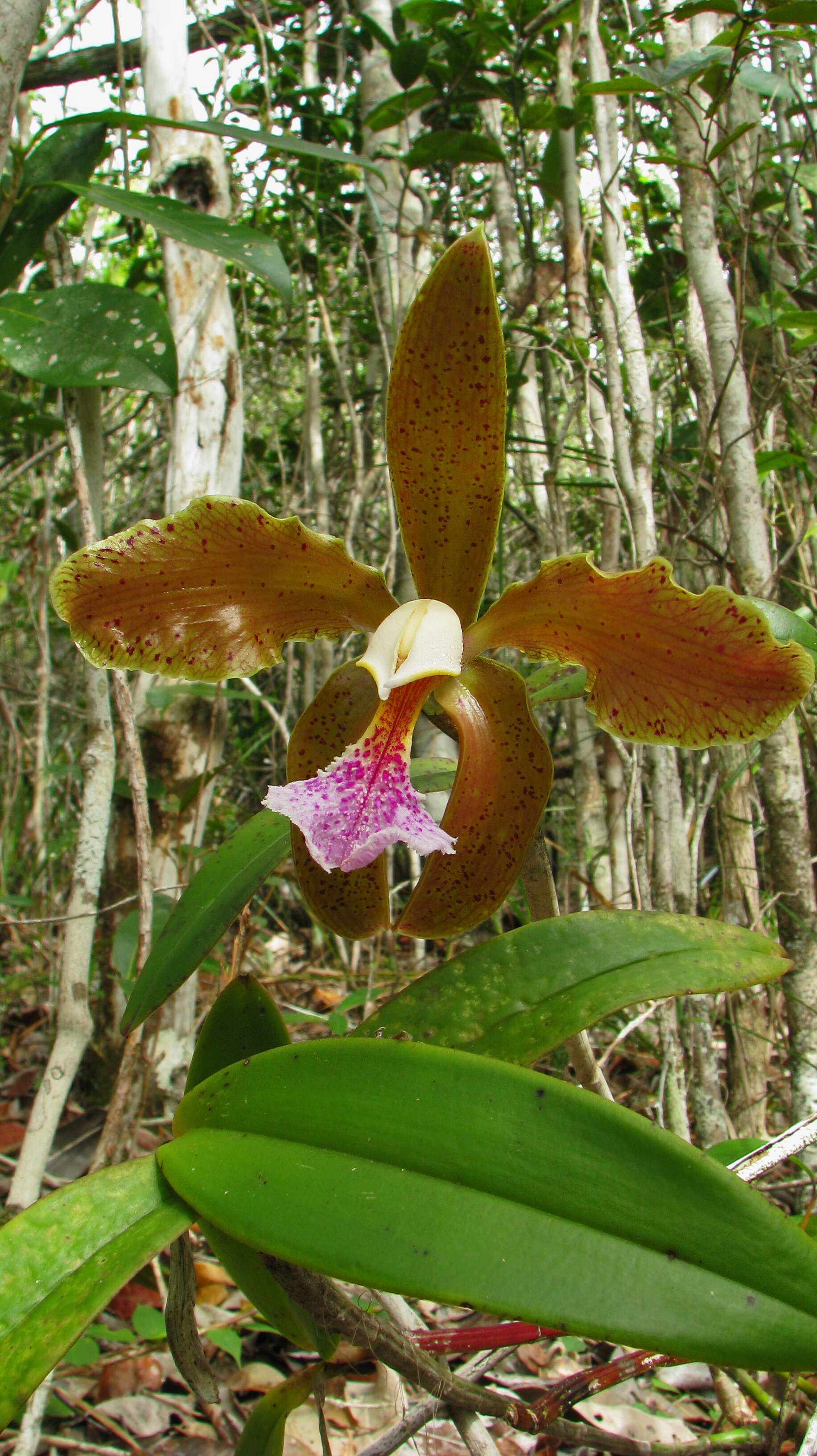 Image of Cattleya granulosa Lindl.