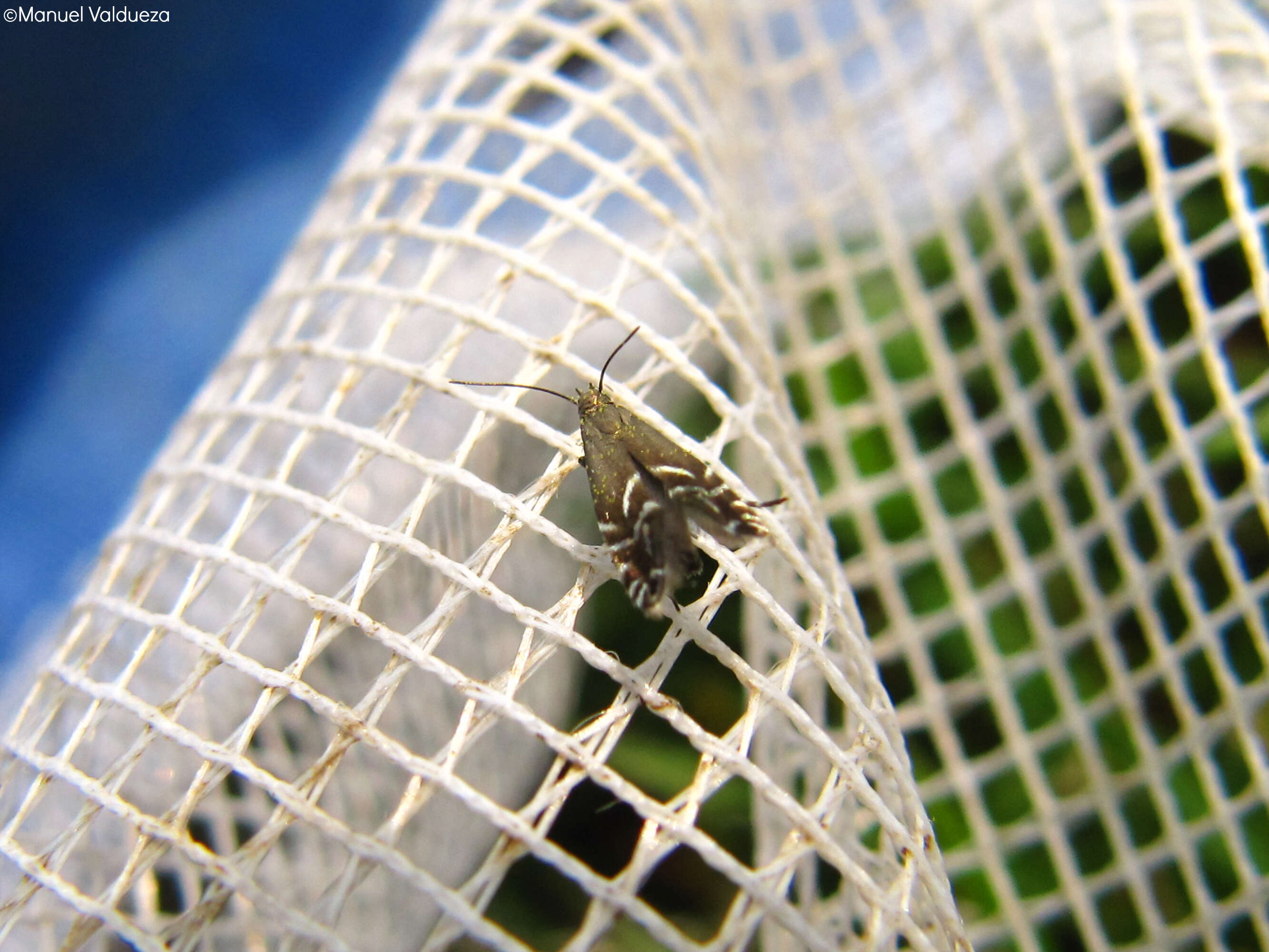 Image of sedge moths