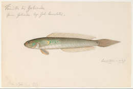 Image of Gobionellus