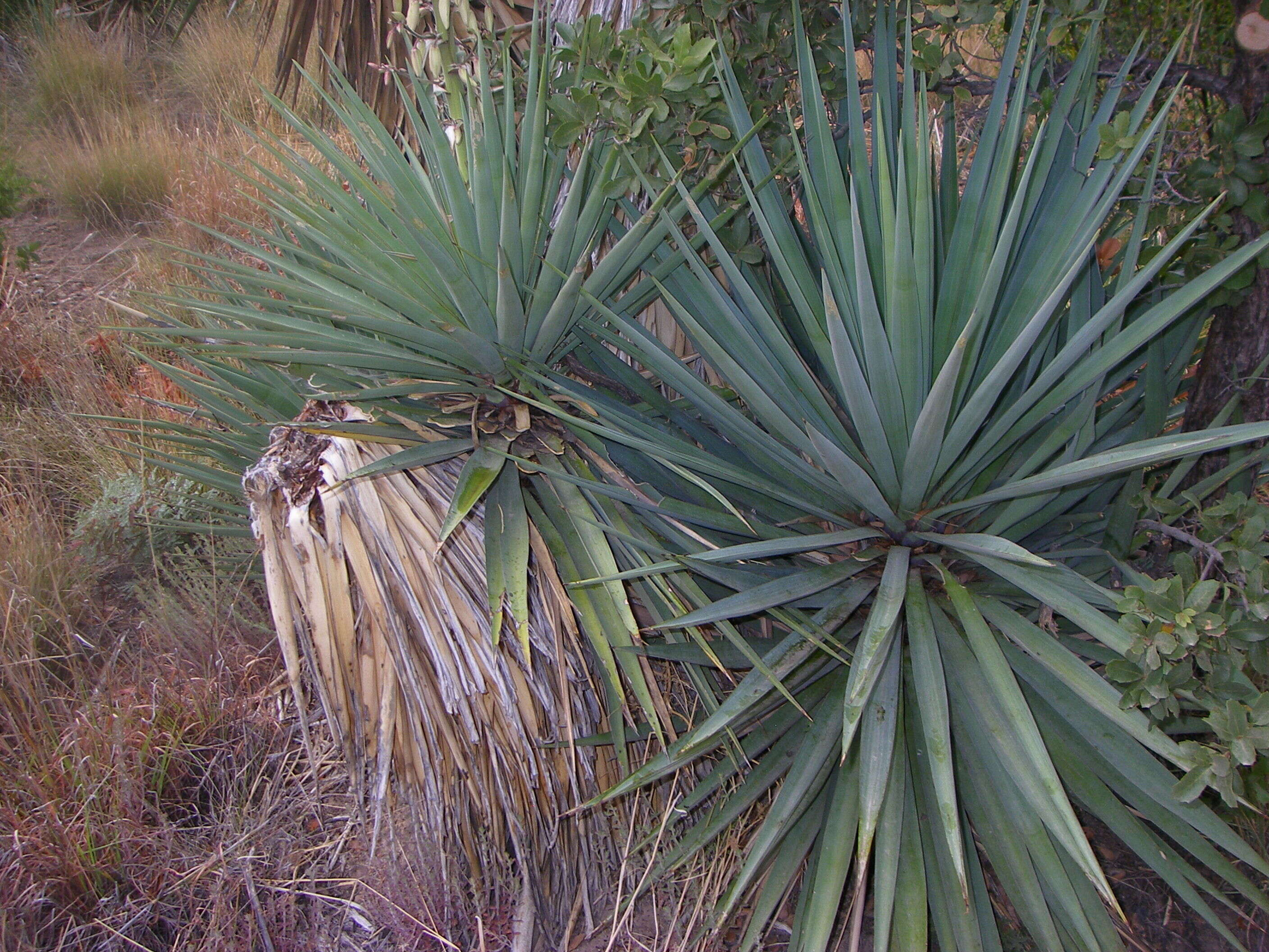 Image de Yucca