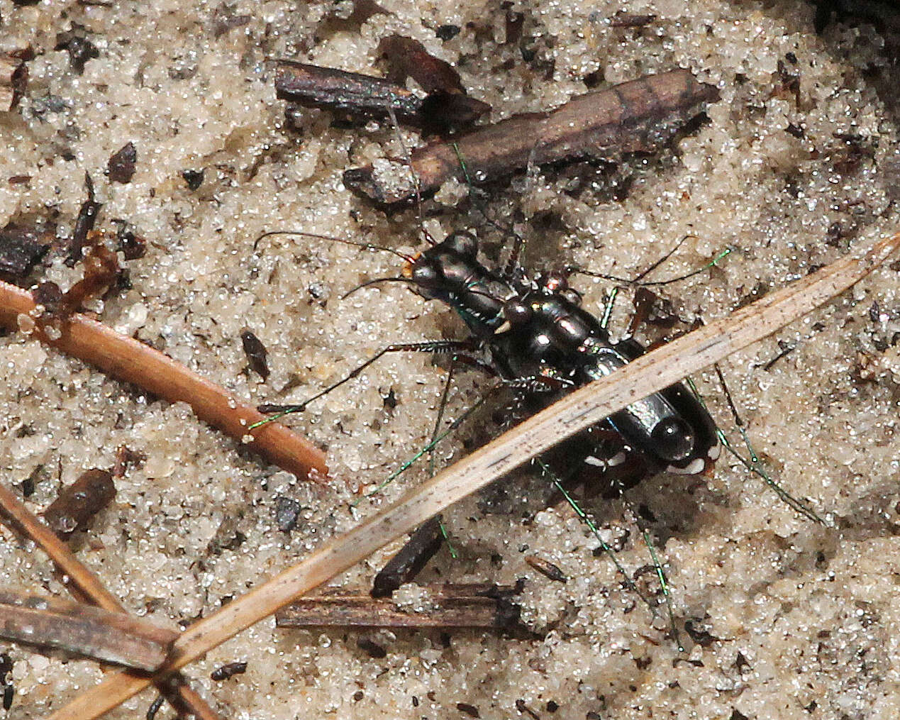 Image de Cicindela (Cicindelidia) scabrosa Schaupp 1884