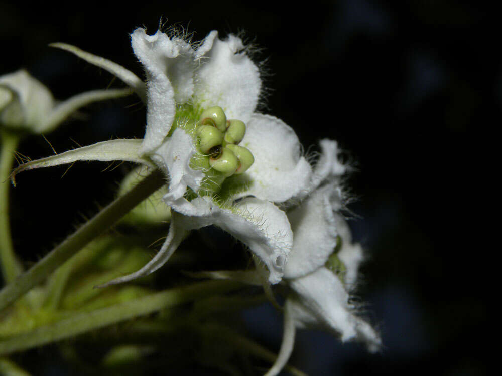 Image of Fischeria billbergiana (Beurling) G. Morillo