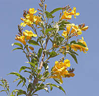 Image of Handroanthus lapacho (K. Schum.) S. O. Grose