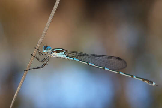 Plancia ëd Austrolestes leda (Selys 1862)