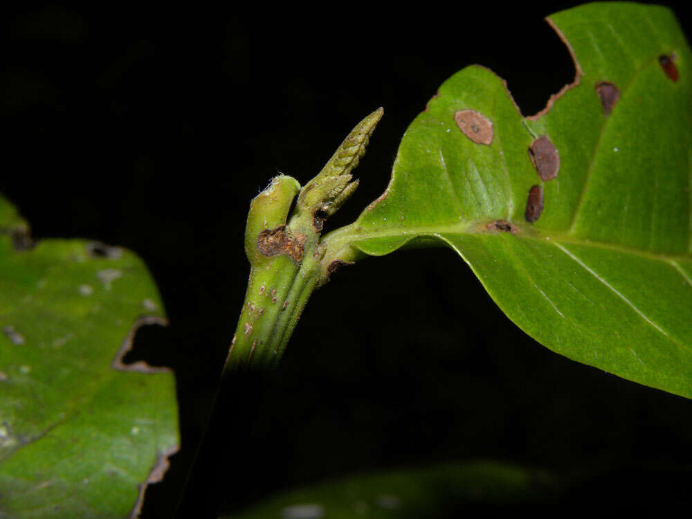 Image of Sloanea guianensis (Aublet) Benth.