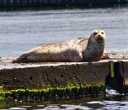 Image of Mediterranean Monk Seal