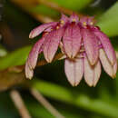 Image of Bulbophyllum trigonopus (Rchb. fil.)