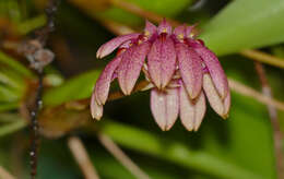Image de Bulbophyllum trigonopus (Rchb. fil.)