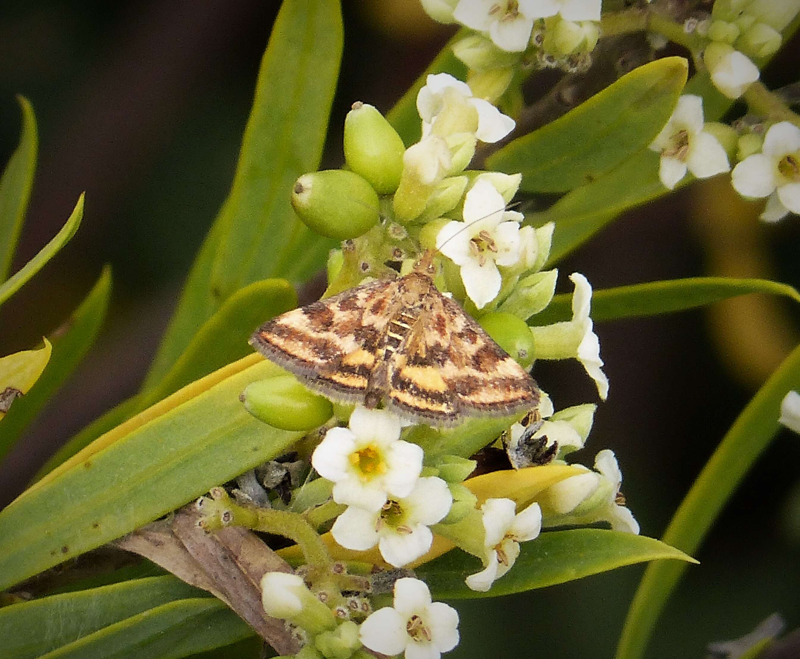 Image of Pyrausta