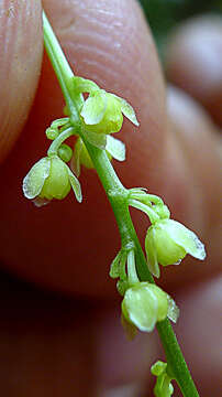 Image of Odontocarya vitis (Vell.) J. M. A. Braga