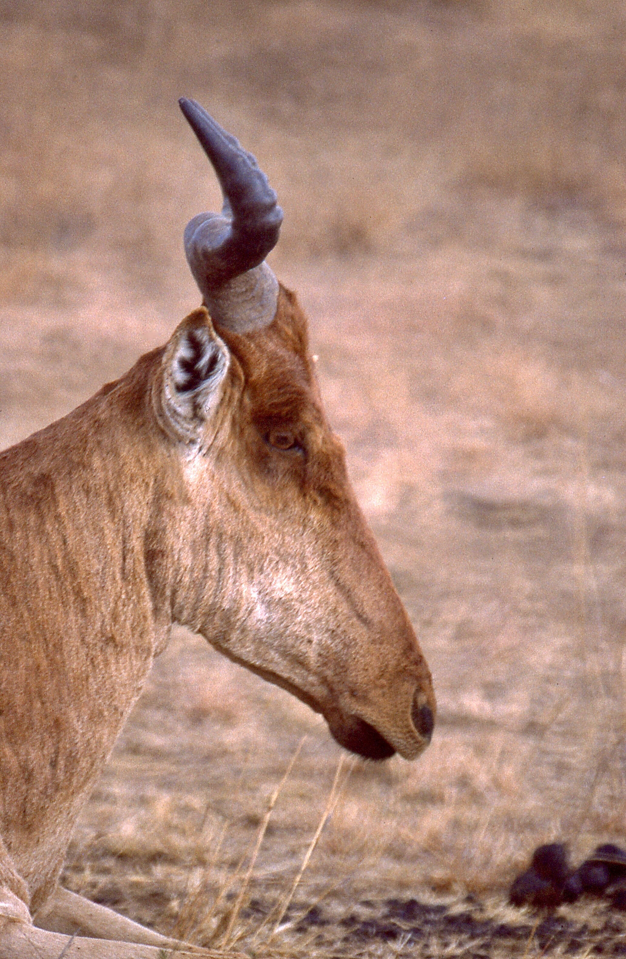 Image of Hartebeest