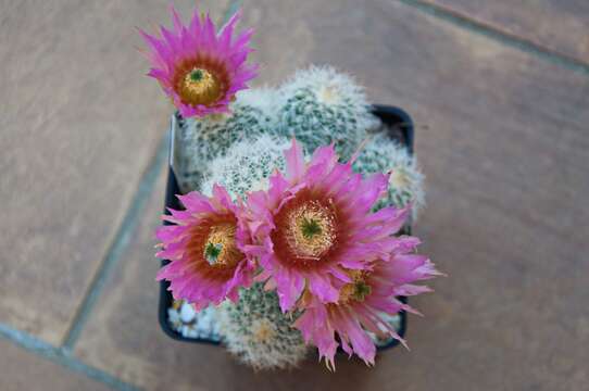 Image of Bailey's Hedgehog Cactus