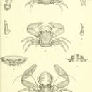 Image of Petrolisthes haswelli Miers 1884