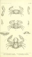 Image de Galatheoidea Samouelle 1819