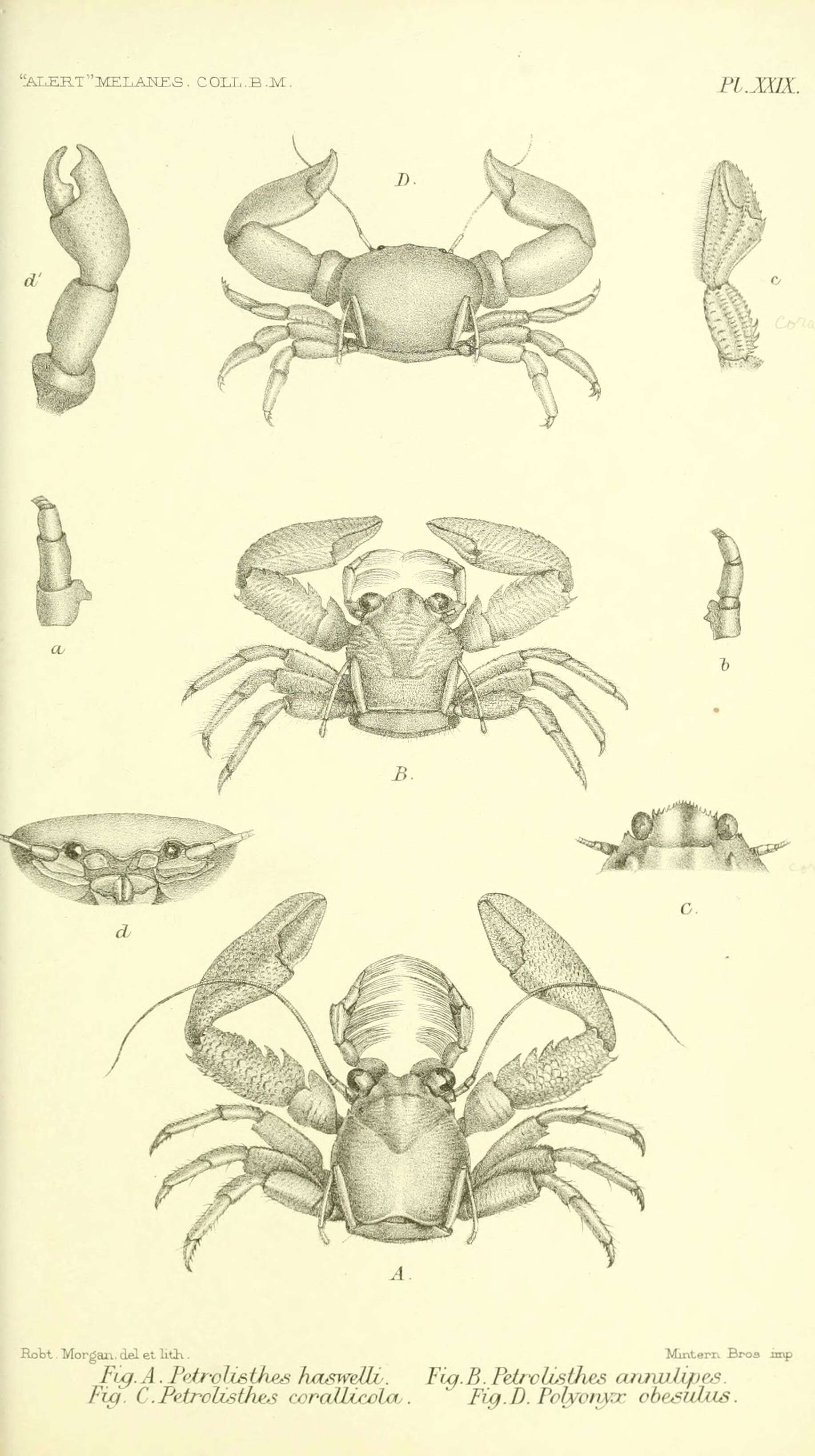 Image of Crevice-dwelling porcelain crab