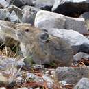 Image of Collared Pika