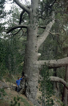 Image de Pin de Bosnie