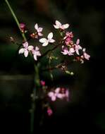 Image of Stylidium lineare Sw. ex Willd.