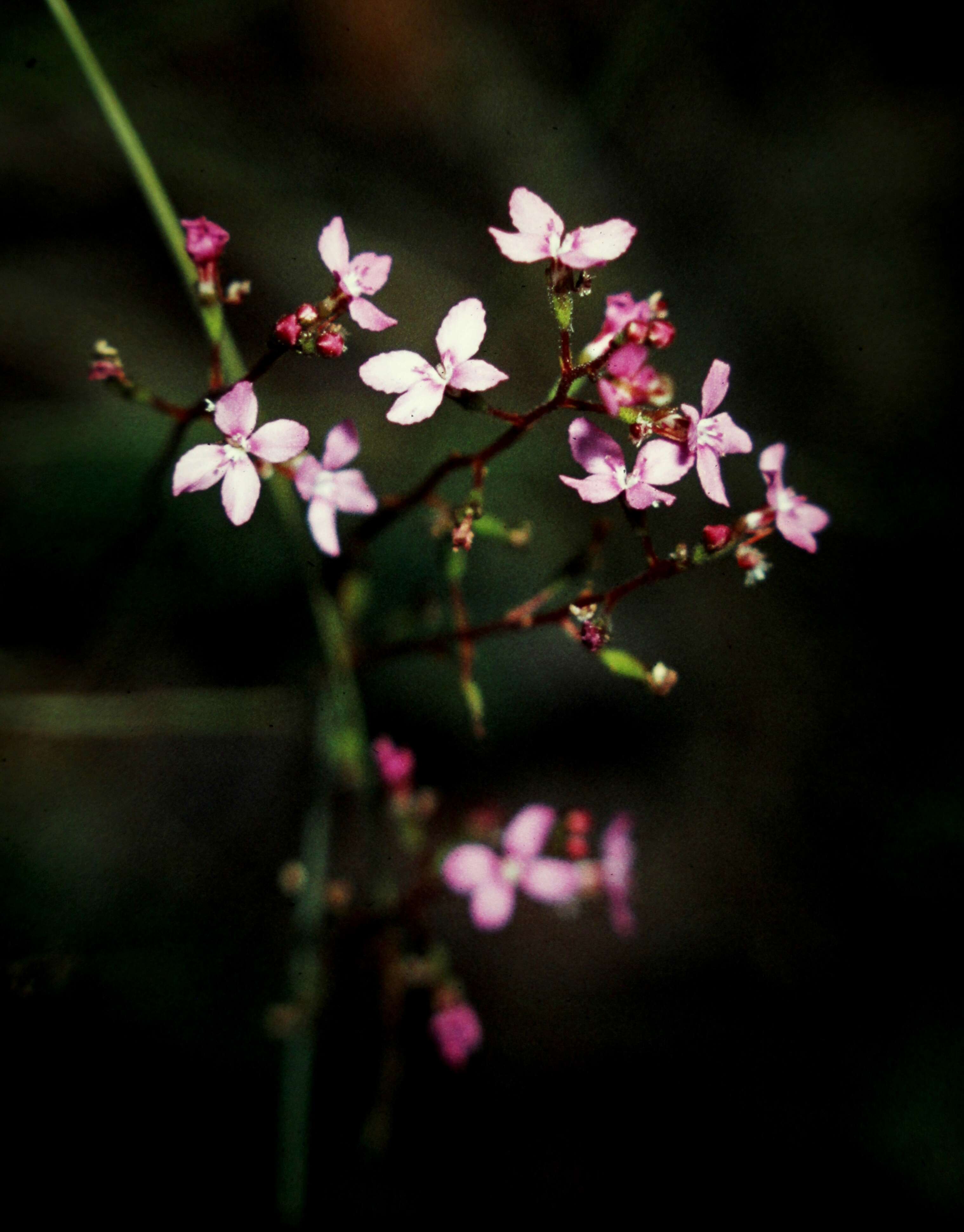 Image of Stylidium lineare Sw. ex Willd.