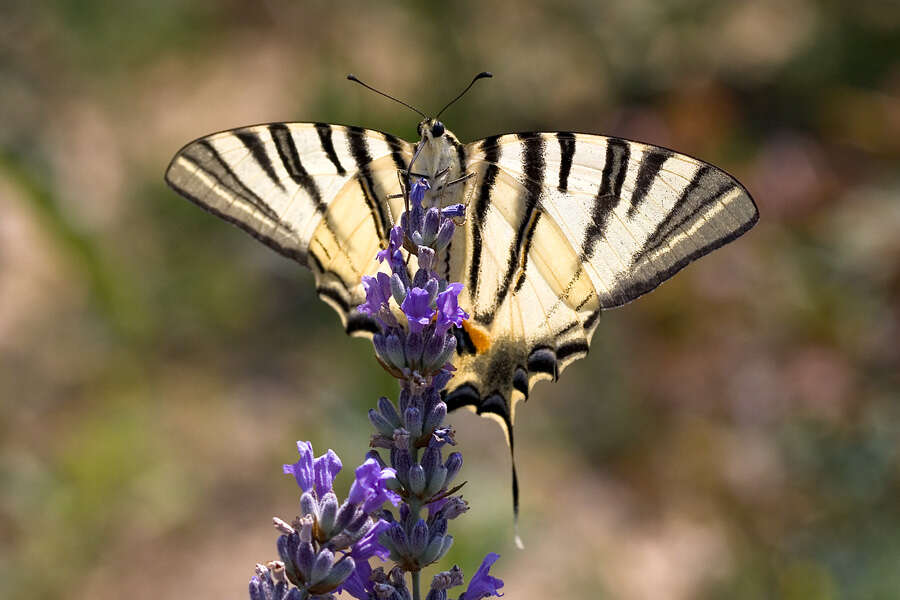 Image of Iphiclides