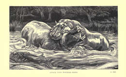 Hippopotamus Linnaeus 1758 resmi