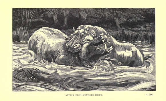 Image of Common Hippopotamus