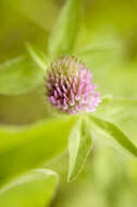 Image of Red Clover