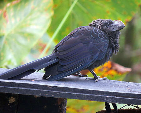 Image of Smooth-billed Ani