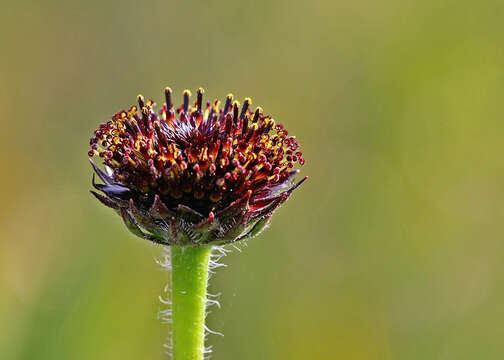 Image de Helianthus radula (Pursh) Torr. & A. Gray