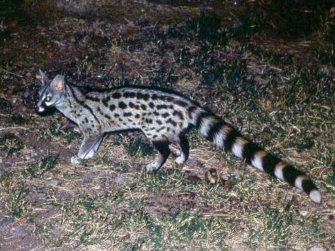 Image of genet