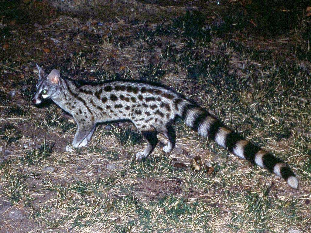 Image of genet