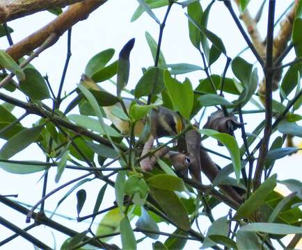 Image of Golden-winged Warbler