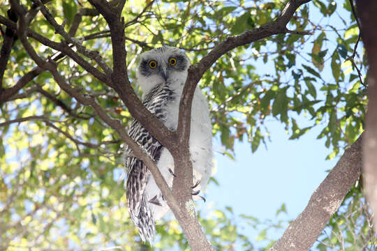 Image of Ninox Hodgson 1837