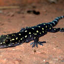 Image of Bombay Leaf-toed Gecko