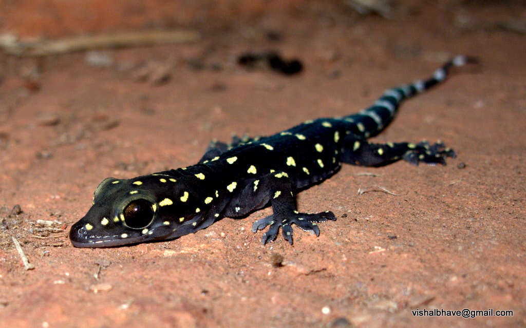 Image of Bombay Leaf-toed Gecko