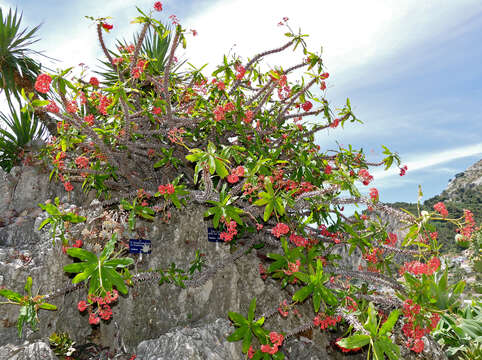 Image of Christ plant