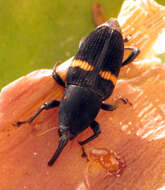 Image of Bromeliad Weevils