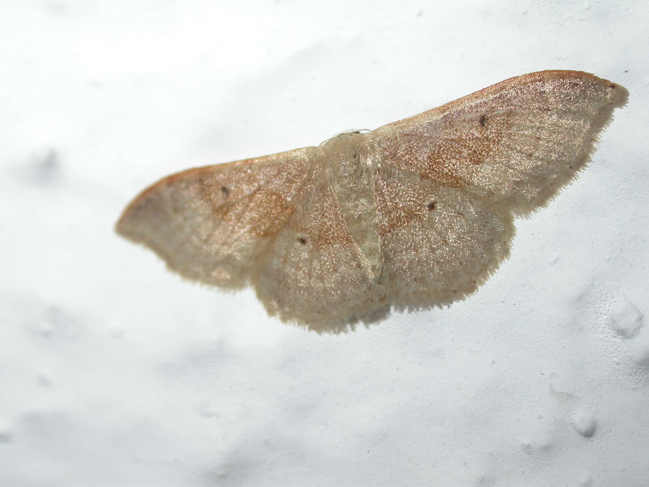 Image of Idaea degeneraria Hübner 1798