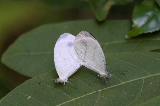 Слика од Leptosia