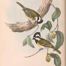 Image of Falcunculus frontatus leucogaster Gould 1838