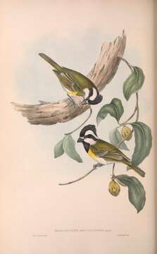 Image of Falcunculus Vieillot 1816
