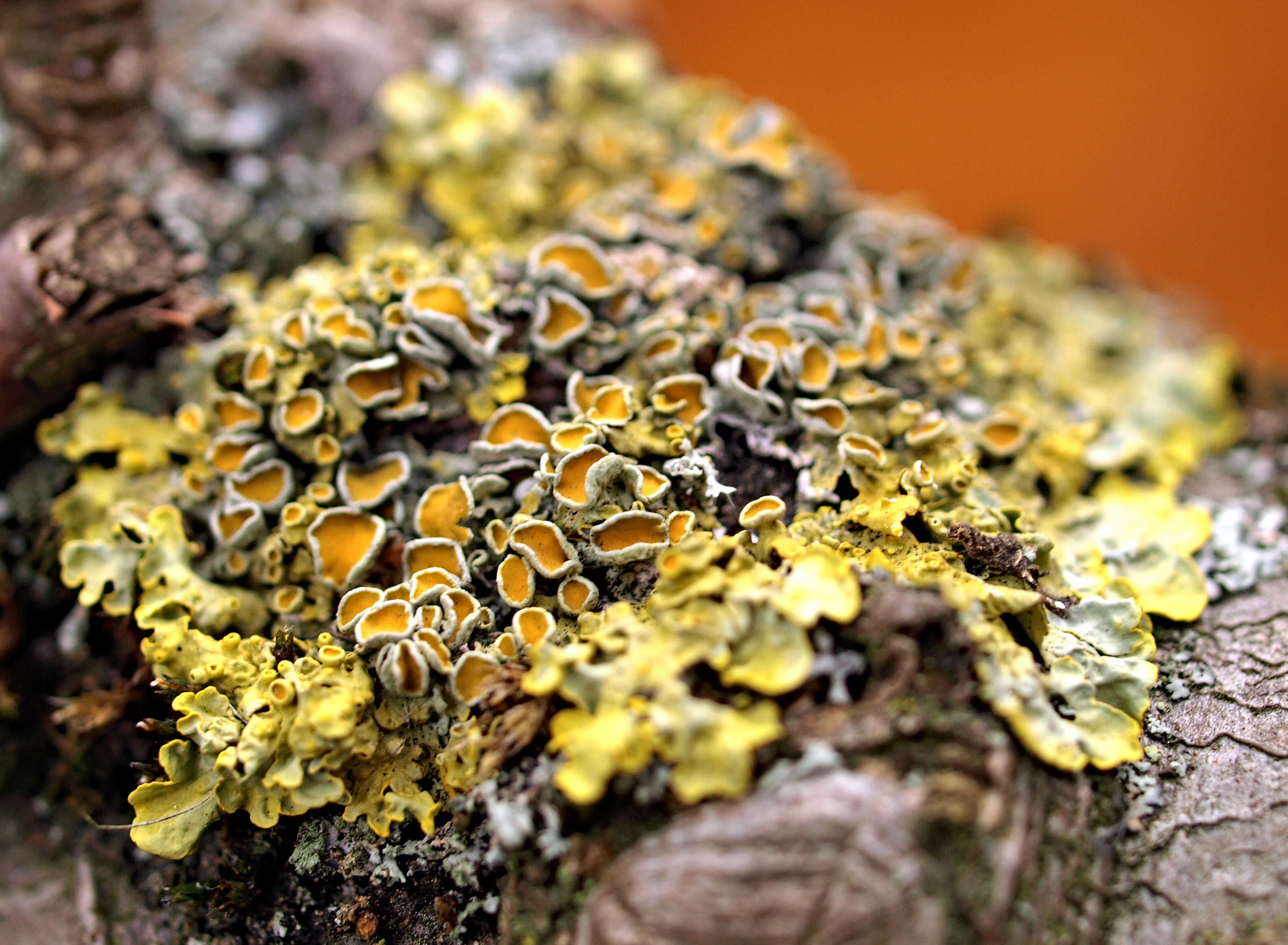 Image of orange wall lichen