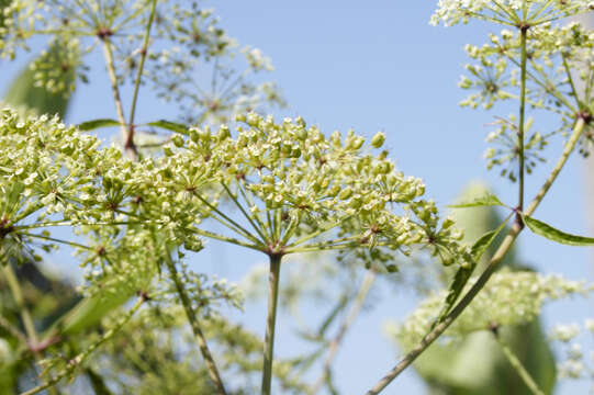 Image of water hemlock