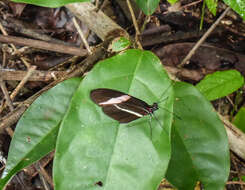 Image of Heliconius