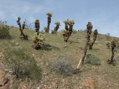 Image of teddybear cholla