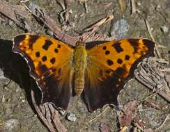 Sivun Polygonia comma Harris 1852 kuva